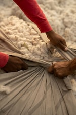 Placeholder for: People putting cotton in to a bag