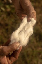 Placeholder for: Person pulling cotton apart