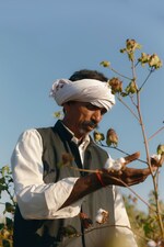 Placeholder for: person looking at cotton plant