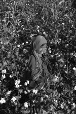 Placeholder for: woman in cotton field