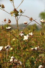 Placeholder for: Cotton plant