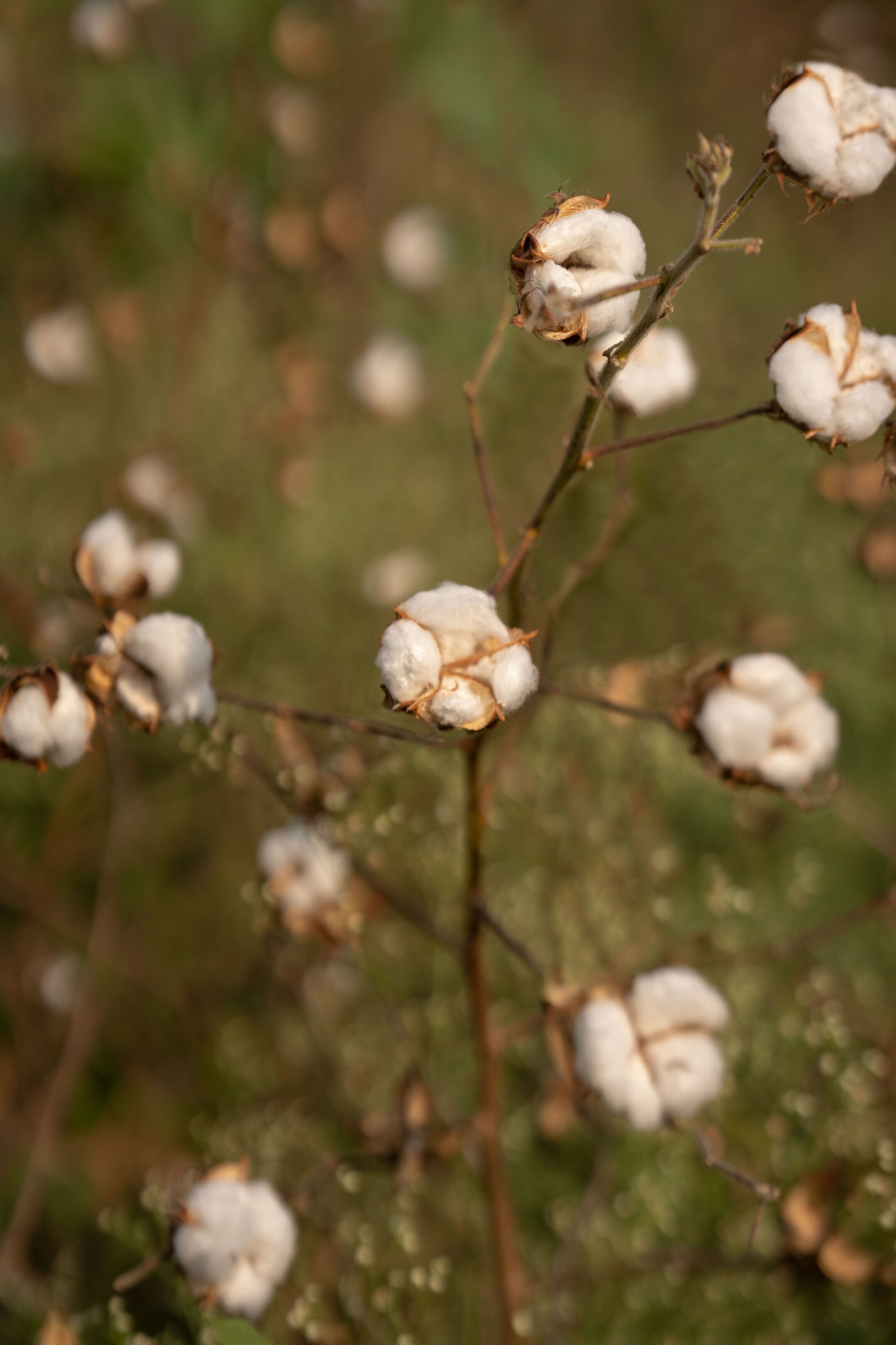 cotton