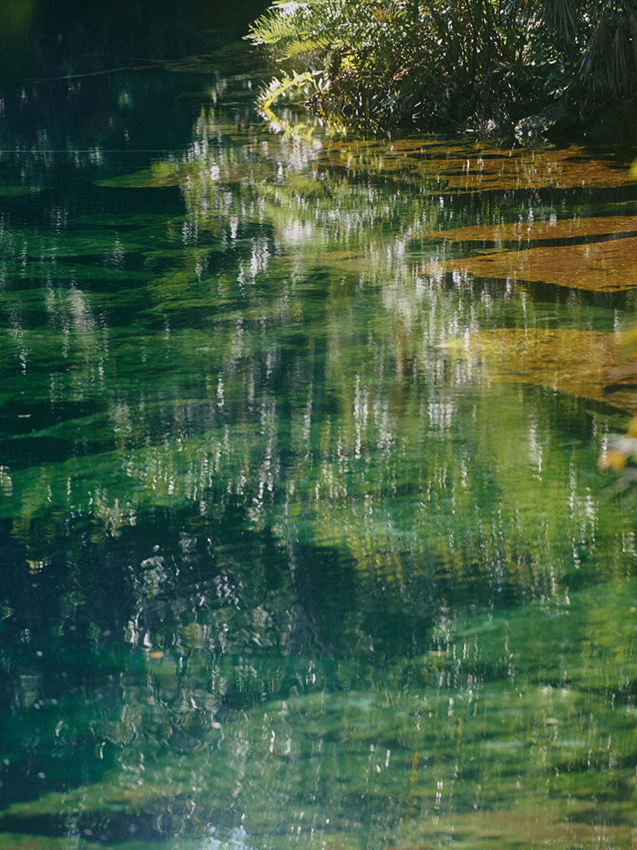 Sun reflecting on the water with plants at the water's edge