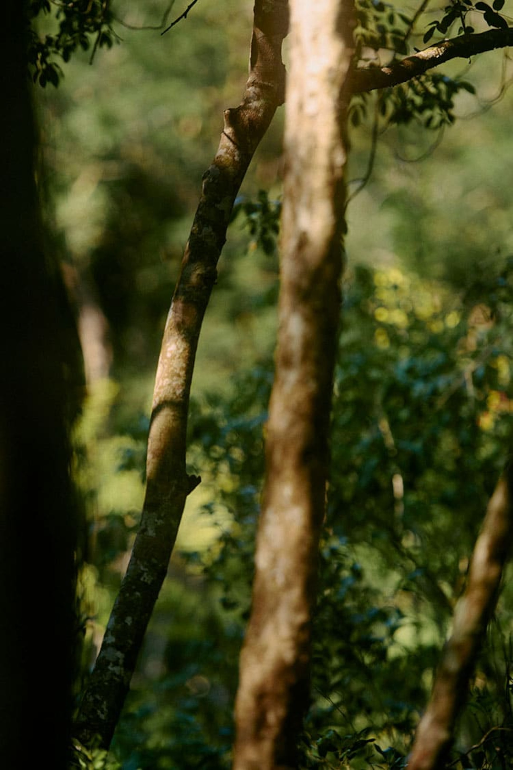 Trees in a forest